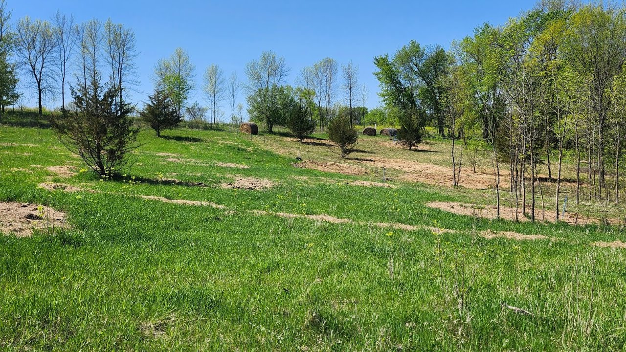 Bale grazing review