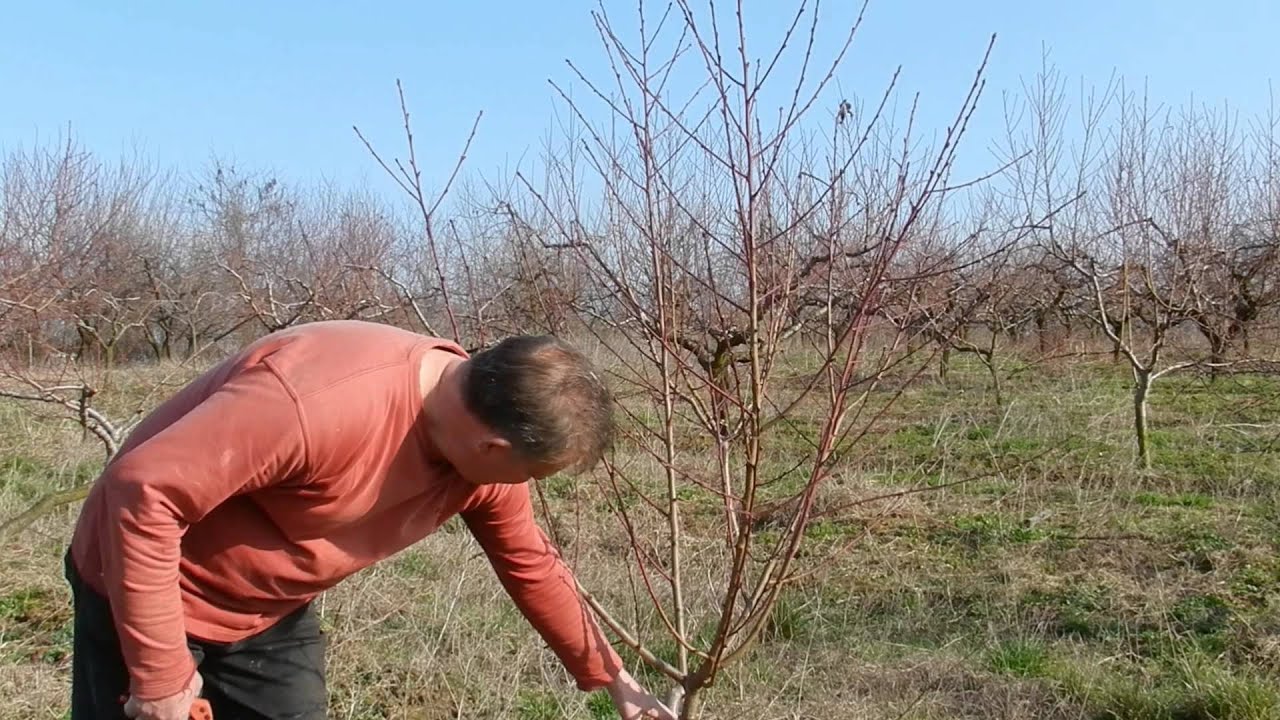 Őszibarack metszés 1