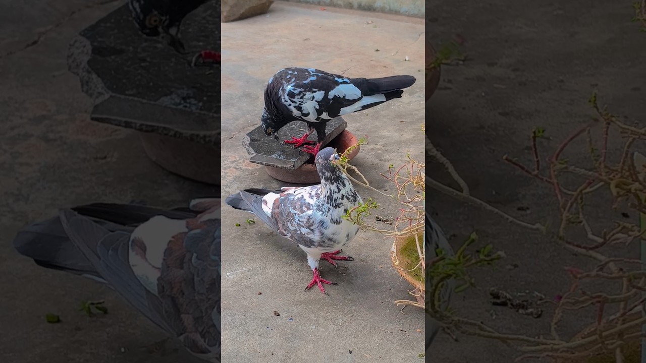 #pigeon #kabutarandekabdetehain #kabootar #kabutar #birds #pigeonlover #status #dialogue #shayari #k