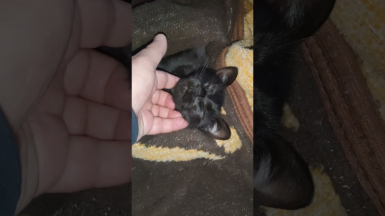 Морда черная ) #catbehavior #cat #котофейка #оле7 #ластёна #животные #petcare #catfacts
