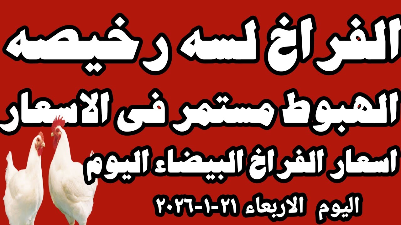 اسعار الفراخ البيضاء سعر الفراخ البيضاء اليوم الاربعاء ٢١-١-٢٠٢٦ جمله وقطاعي في المحلات في مصر 