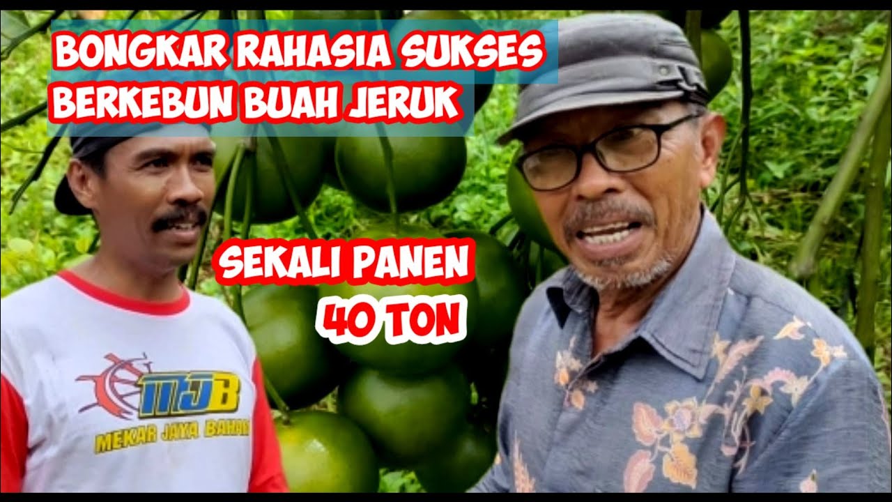 TILIK KEBUN PAK HAJI HASAN SEKALI PANEN 40 TON‼️