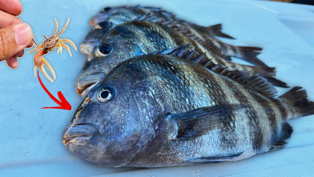 Tiny Crabs Catch Big Sheepshead at St  Pete Pier