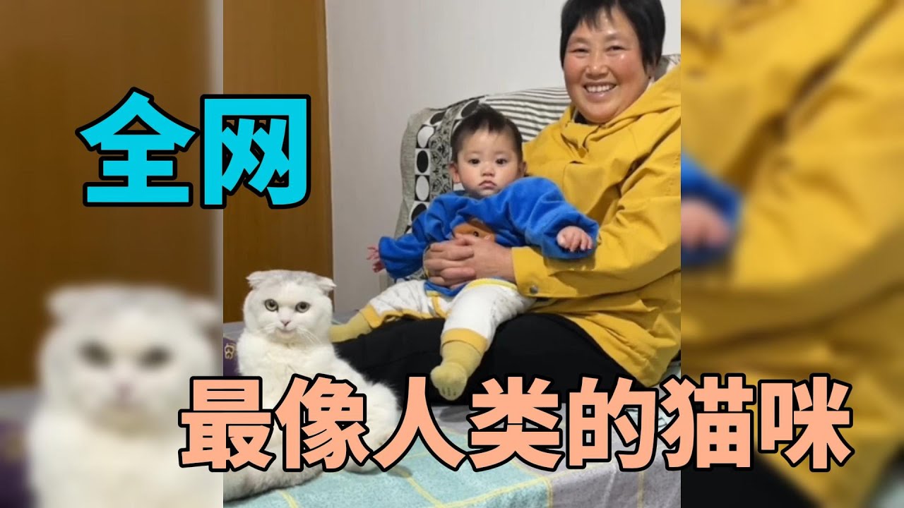 难道它真是人变的------猫咪主人的灵魂拷问