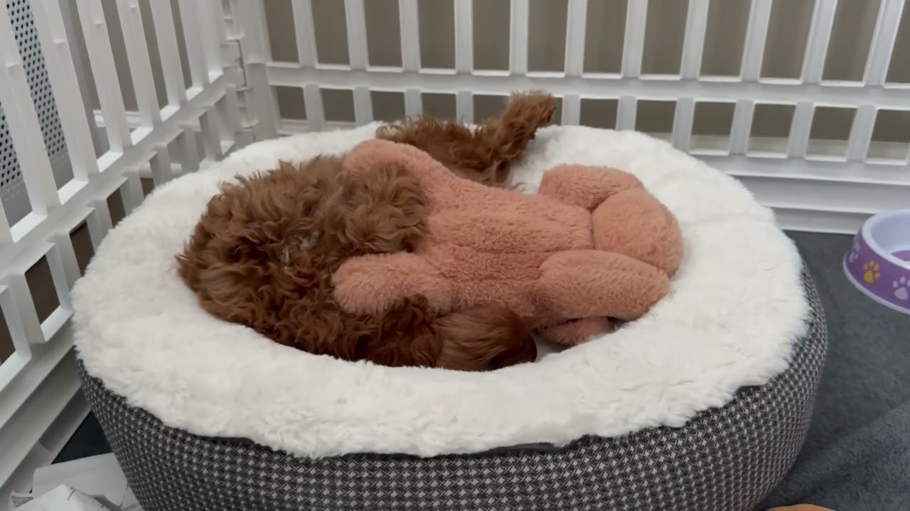 Puppy Sleep Hack: Heartbeat Plush Dog Works Like Magic Snuggle Pup