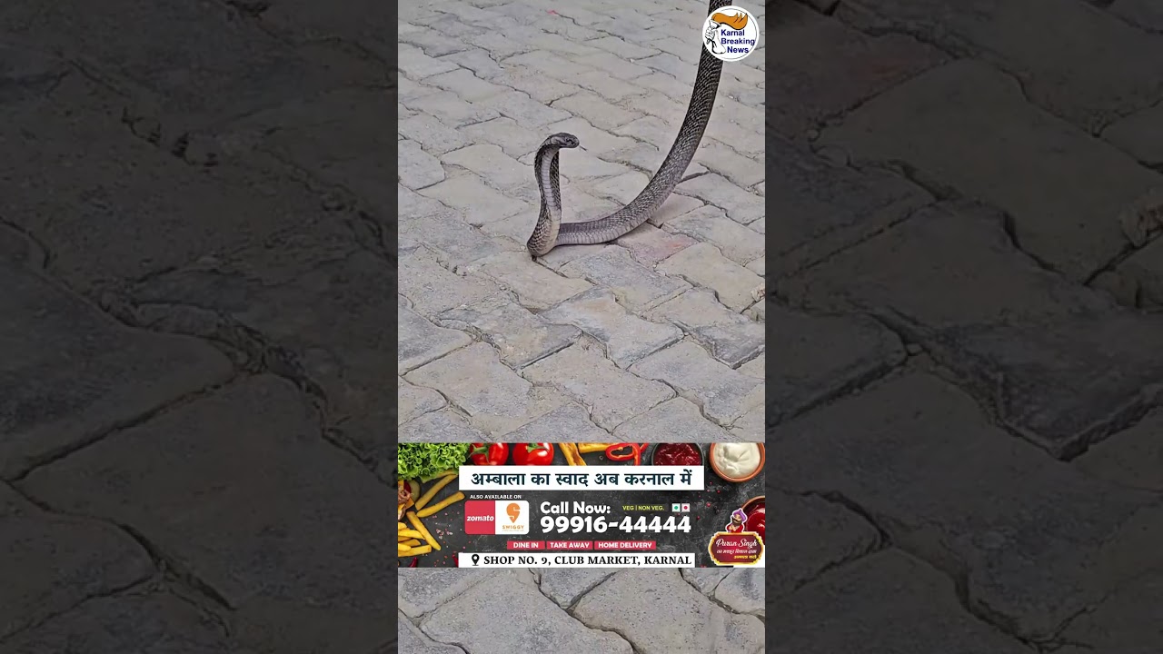 रिहाइशी इलाक़े में दिखा खतरनाक Cobra सांप, Snake man ननकी ने पकड़ा सांप को