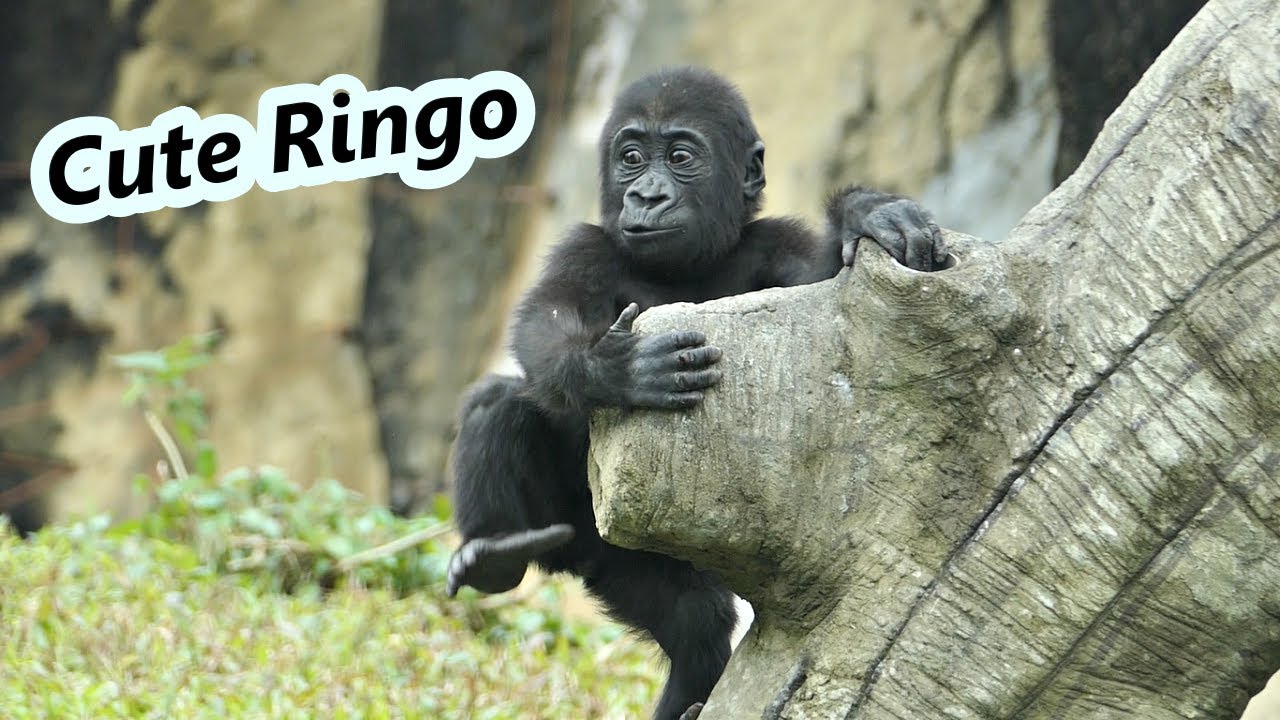 Little gorilla Ringo's me time in the perch. /小大猩猩Ringo在棲架上自己玩耍