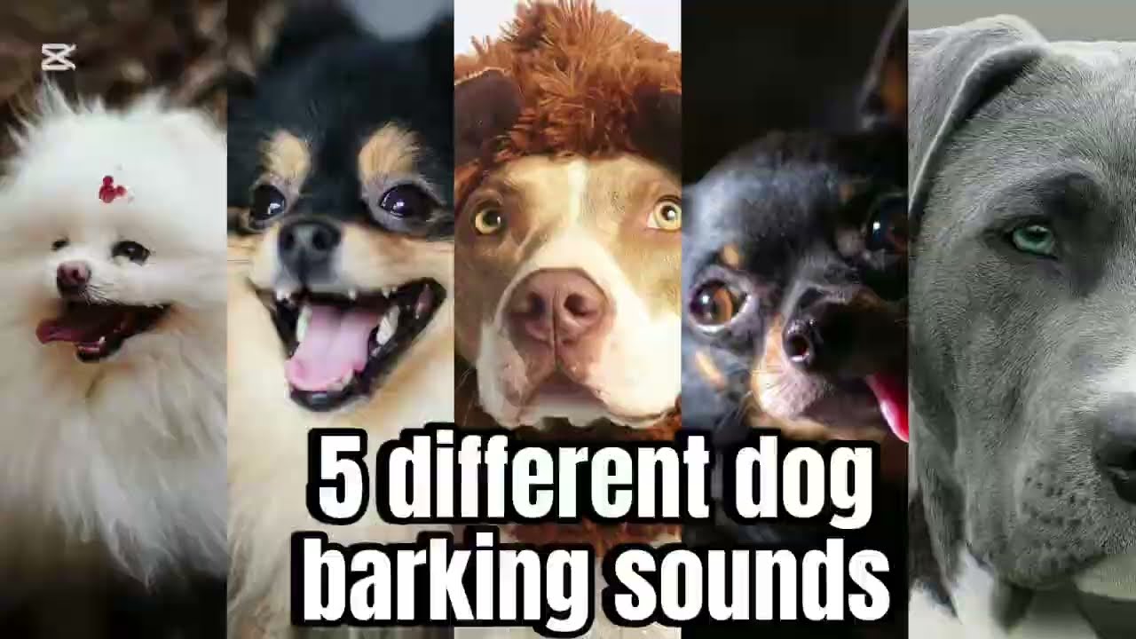 5 Different dog barking sounds #cute #puppybarking #dogbarkingsounds 