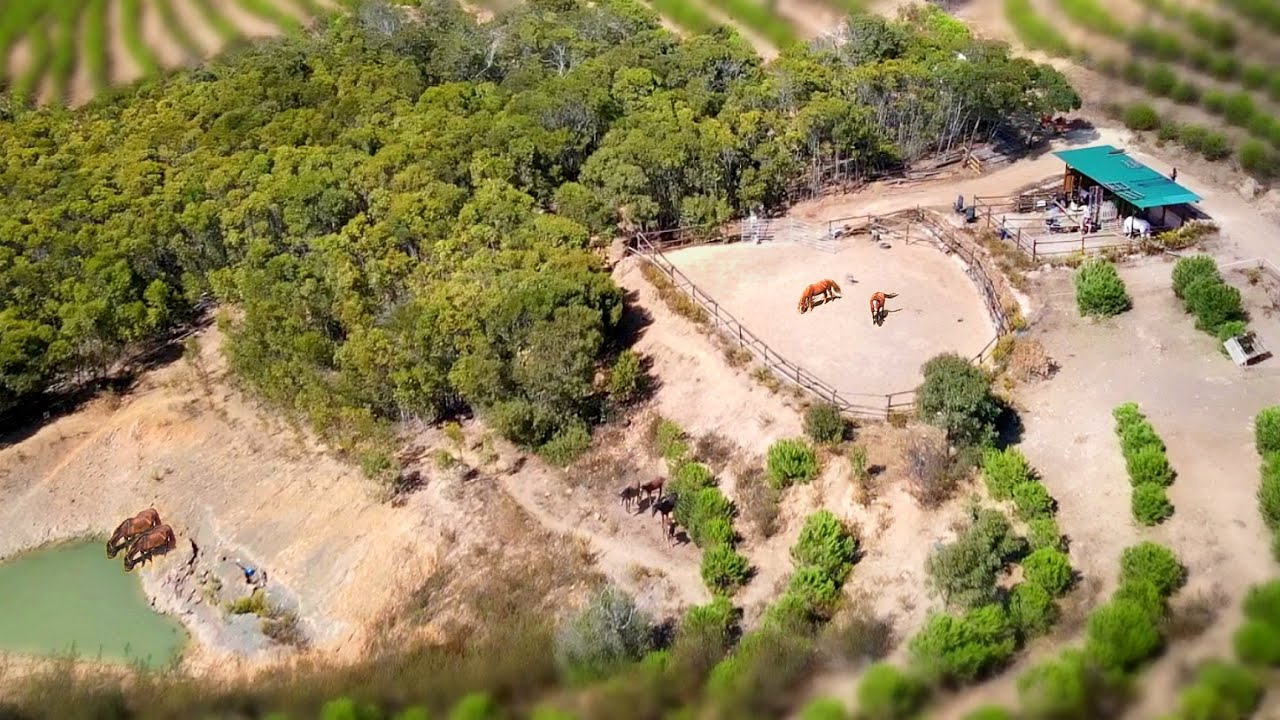 The horse paradise, sanctuary tour | Algarve Horse Alarm #2