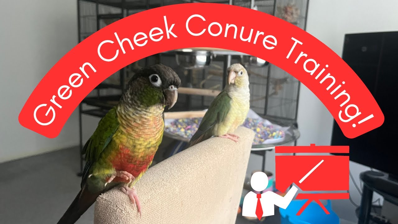 Green Cheek Conure Training Tips | TheParrotTeacher