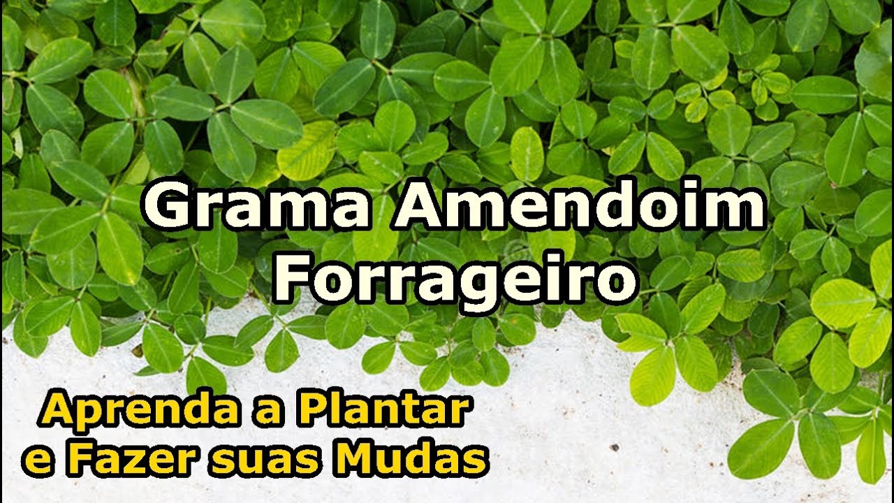 GRAMA AMENDOIM FORRAGEIRO: Como plantar e Fazer Mudas | Tudo que precisa para GERMINAR suas SEMENTES