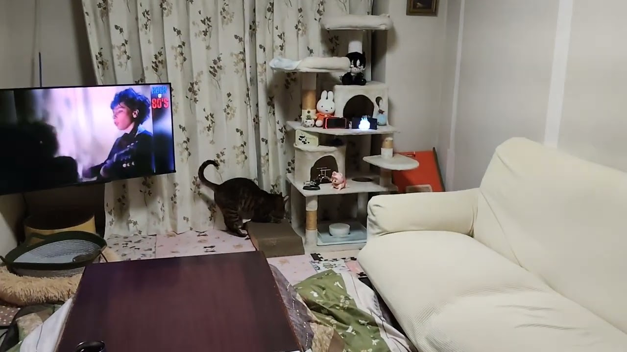 ベンガルネコ