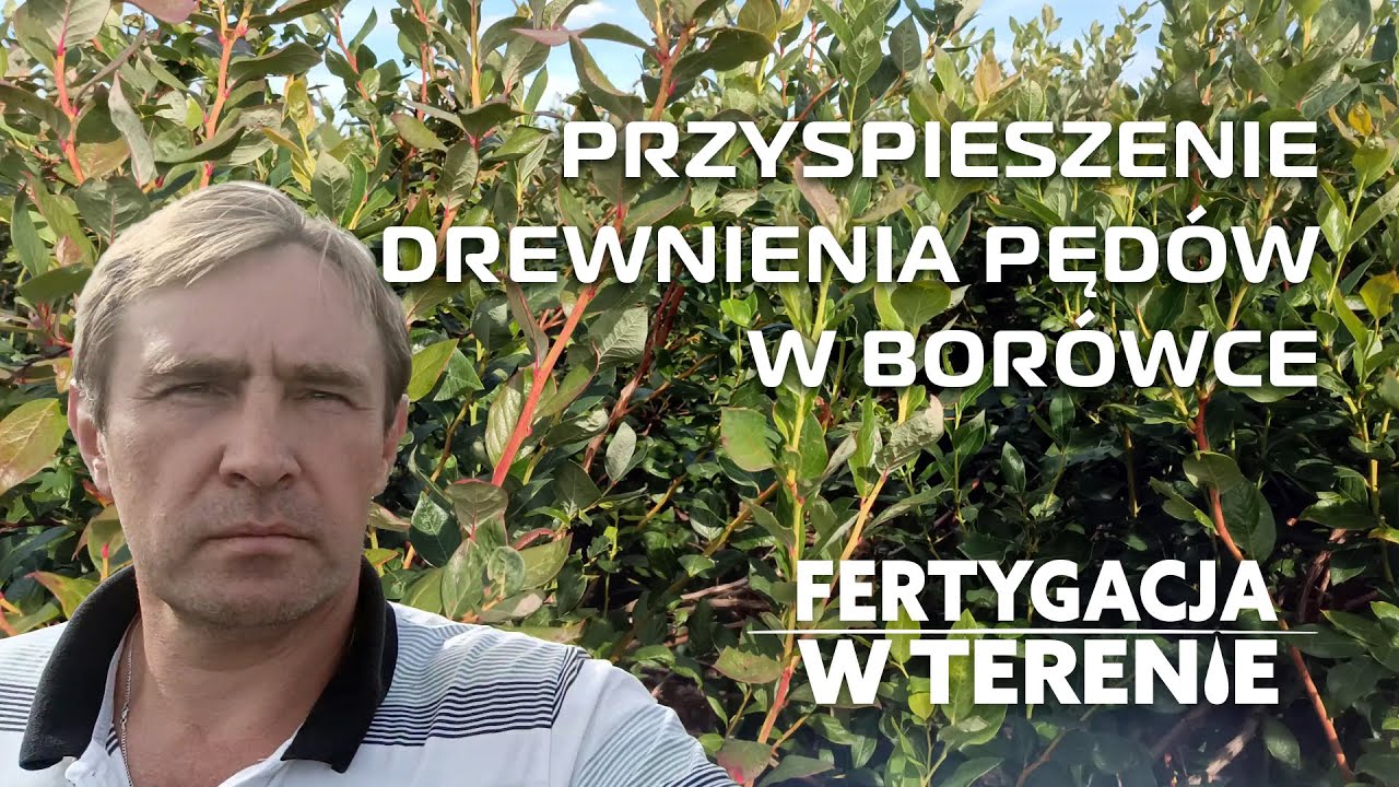 Przygotowanie borówki do sezonu zimowego, wspomaganie drewnienia pędów