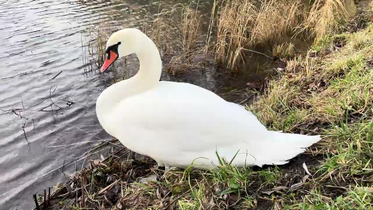 The Lakes, Copenhagen, Denmark. #swan #swans 