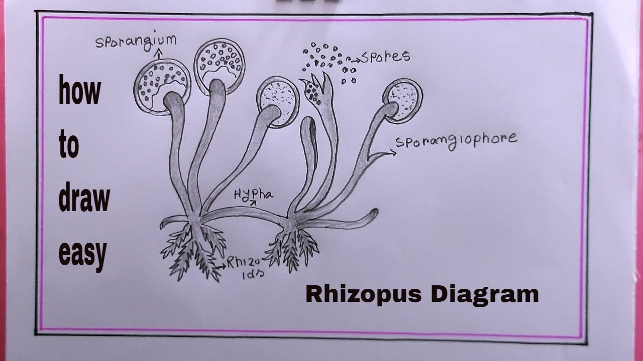 how to draw Rhizopus/Rhizopus Diagram Drawing