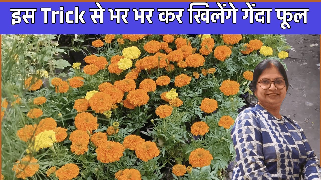 This trick will result immense flowering in plants during January to April. 