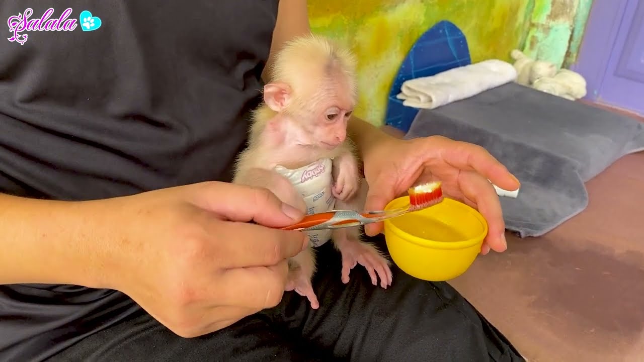 Baby monkey LaLa refuses to brush her teeth and how her dad handles it