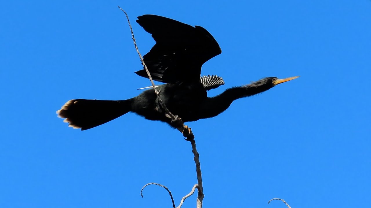 #nature #relax #morning #calm #birds #still Video#3