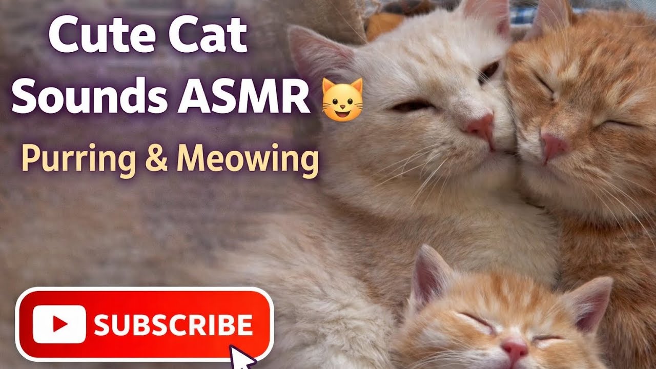 Cute Cat Sounds ASMR 🐱 Purring & Meowing for Relaxation and Sleep 