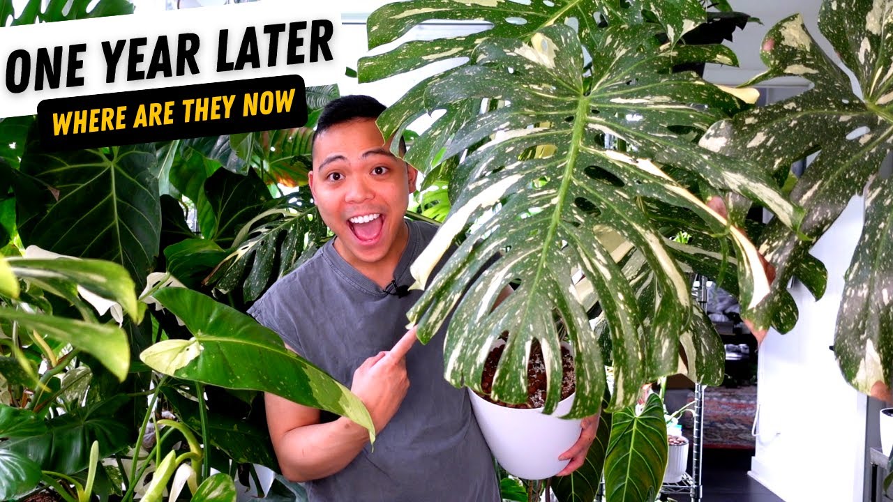 one year of plant growth | 5 plant updates 💚😮