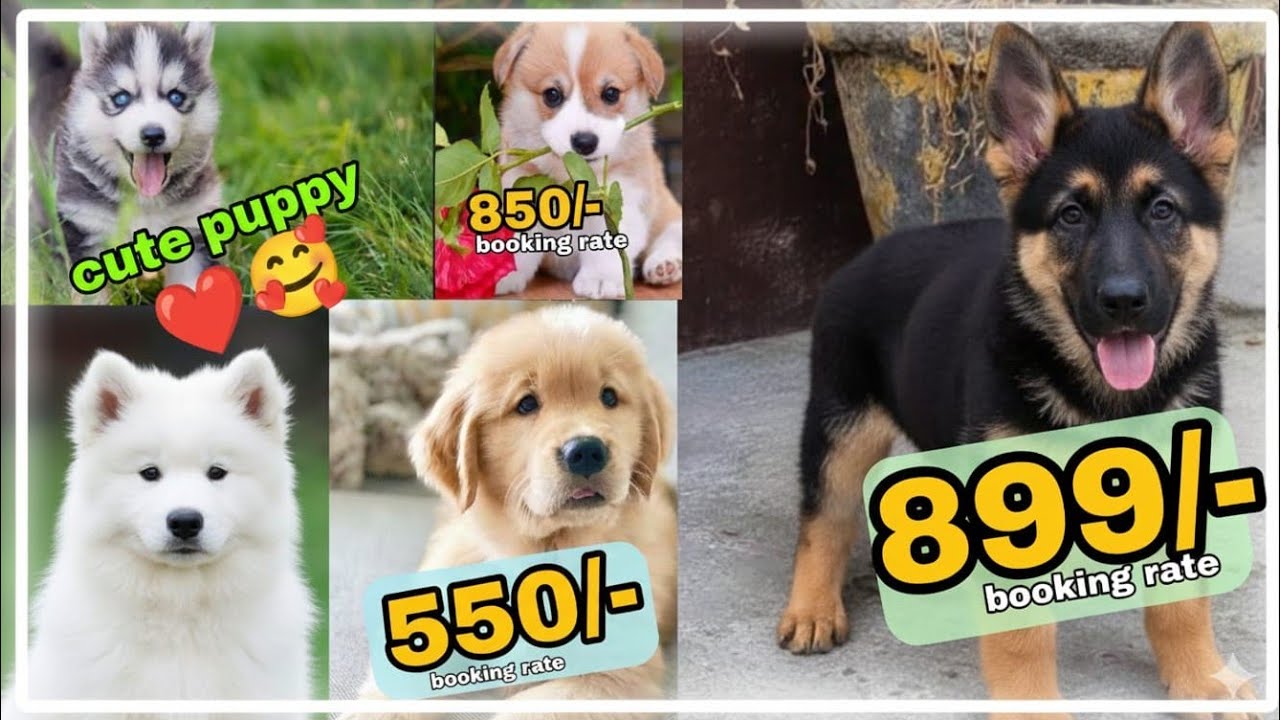 Wholesale Dog and puppies market in delhi and India, shitzu, Poodle, Labrador, golden retriever 