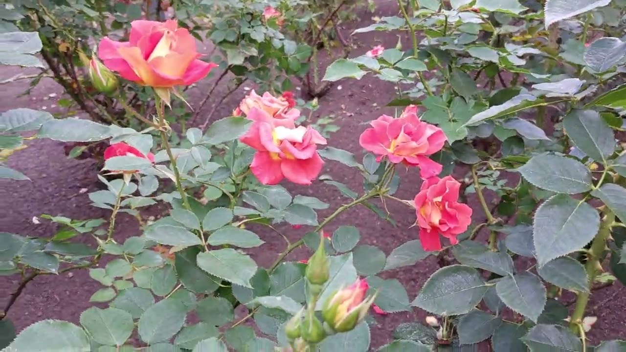 Summer ambience: Rose garden & Cicada chorus #slowliving #natureASMR