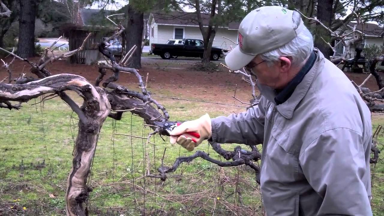 Then and Now -- Muscadines
