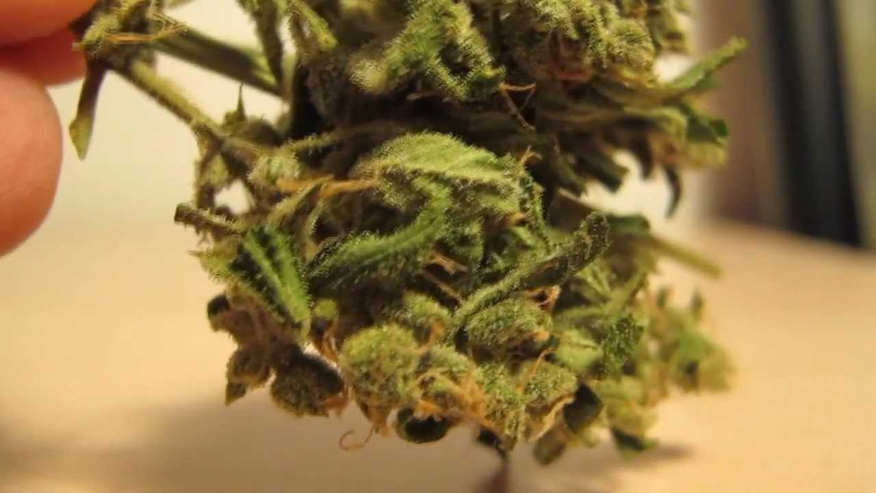 Critical Dream! -Cannabis Plant