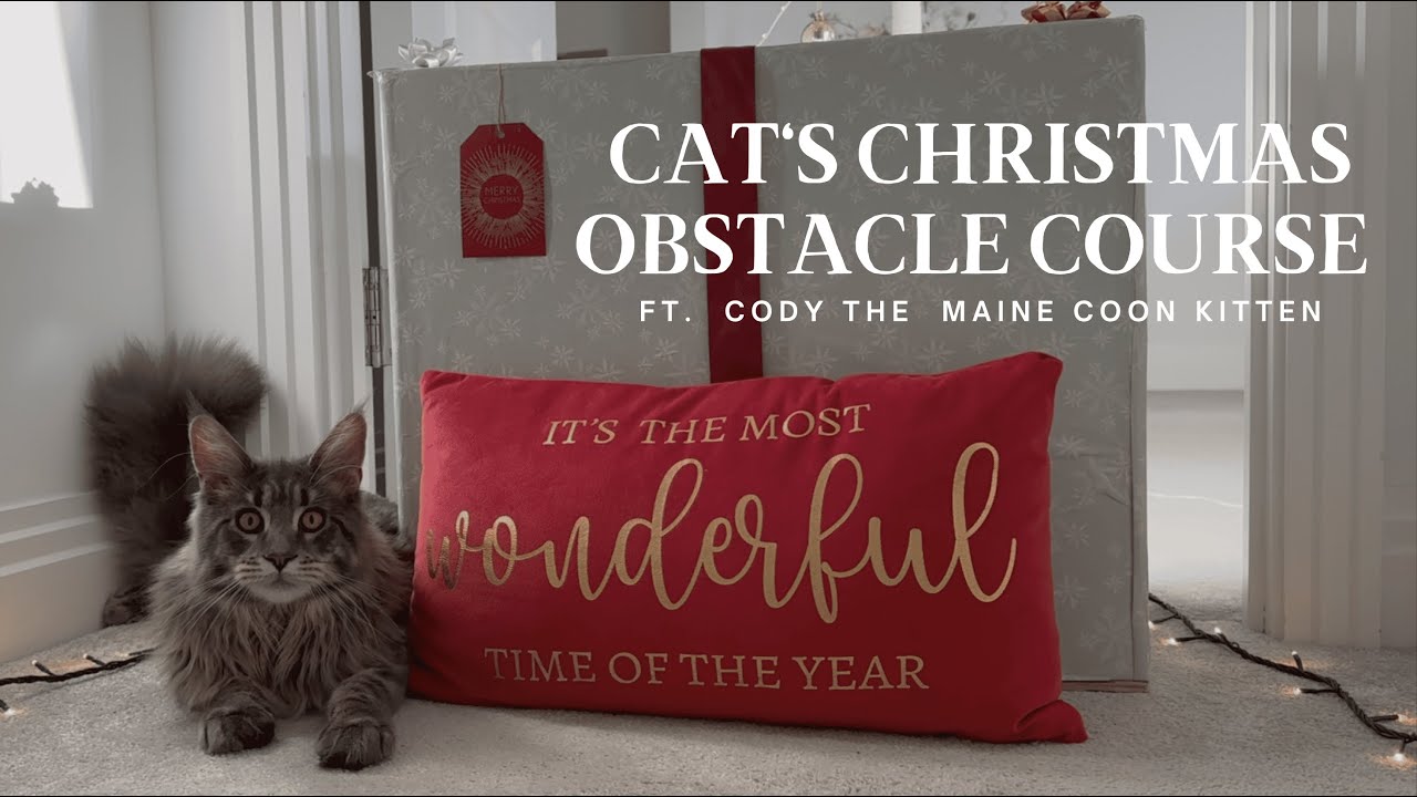 Cat's Christmas Obstacle Course (Guaranteed to get you in the festive spirit!)