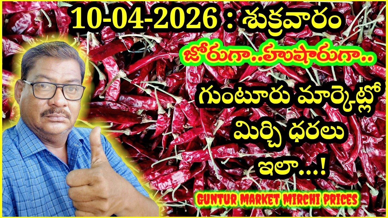 10- APRIL-2026 GUNTUR MARKET MIRCHI RATES|గుంటూరు  మార్కెట్ మిర్చి ధరలు|गुंटूर मार्केट मिर्च  दरलु
