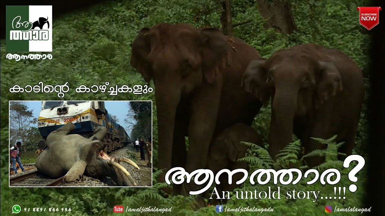 മനുഷ്യന്റെ കടന്നുകയറ്റം ആനകൾക് ഭീഷണിയാകുമ്പോൾ...!!!Aanatthaara | ആനത്താര | An untold story |