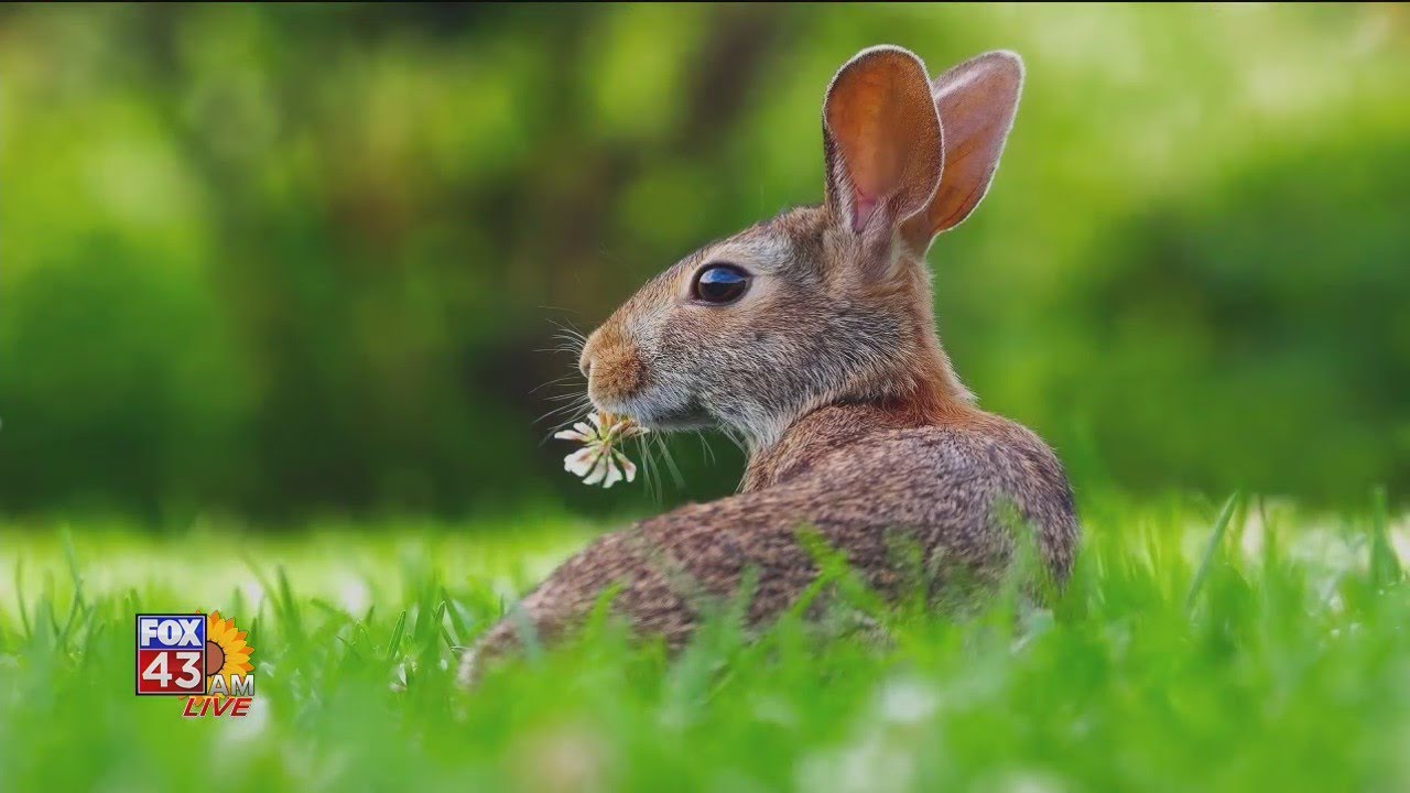 Pet Advice: Rabbit Hemorrhagic Disease