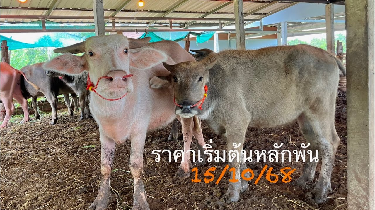 เลี้ยงแบบนี้มีกำไรแน่นอน‼️ควายน้อยสายเลือดดีๆราคาเริ่มต้นหลักพัน ลูกเบิ้ม,ลูกเก้า,ลูกเพชรลำโขง