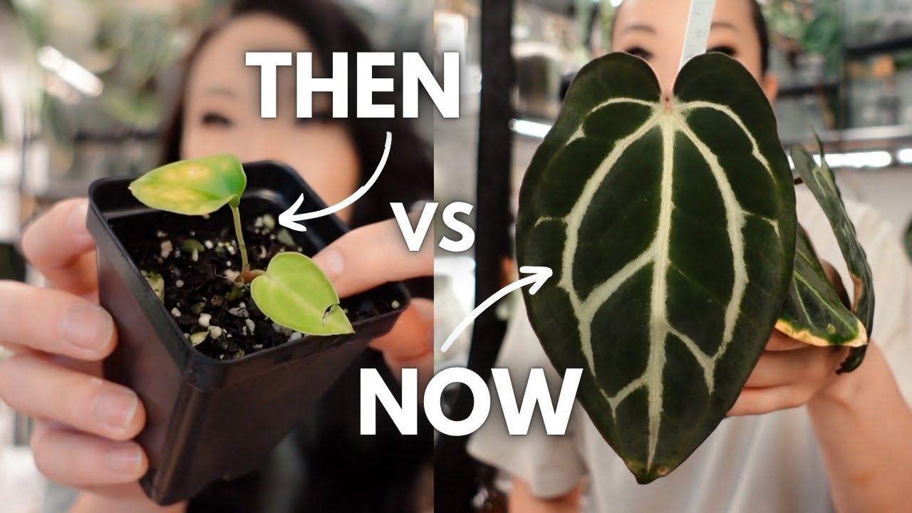 THEN vs NOW #5: mostly anthurium seedlings 🐣 ➡ 🐓