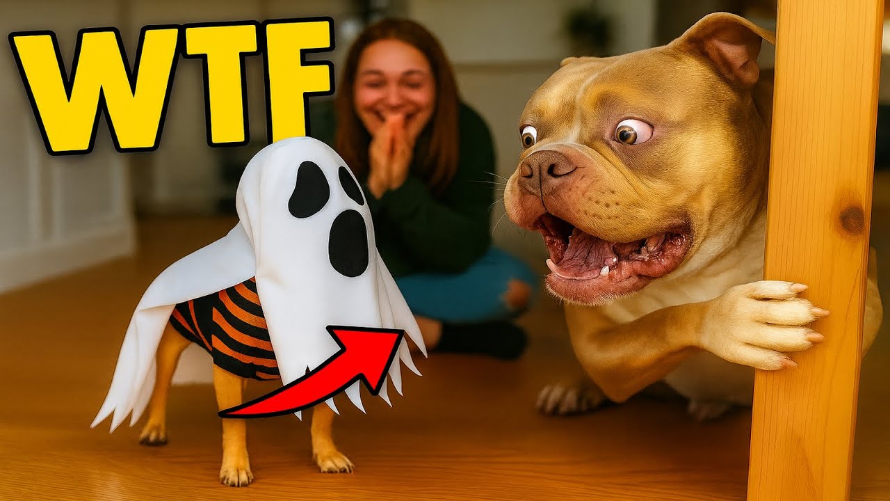 Small Dogs vs Big Dogs&mdash; Hilarious Reactions!
