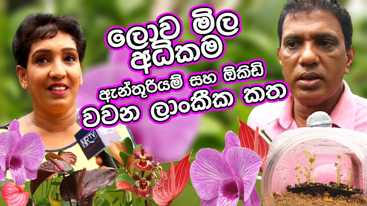 ලොව මිලඅධිකමඇන්තූරියම් සහ ඕකිඩි වවන ලාංකීක කත | Be Positive Episode 05
