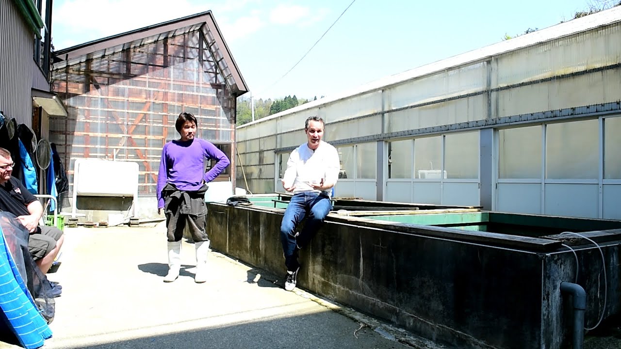 Modern Koi Blog #979 - Niigata Spezial: Kawakami Koi Farm
