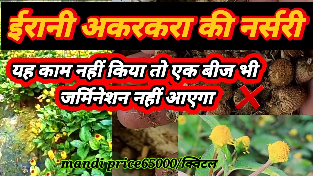 ईरानी अकरकरा की खेती | नर्सरी तैयार करते समय सावधानियां | erani akarkara ferming 