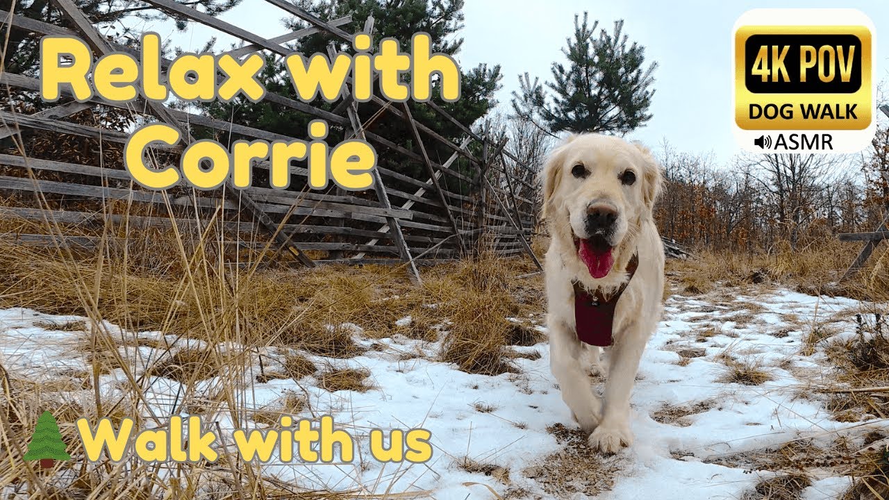 Day 2: 1 Hour Winter Forest Walk with Golden Retriever Corrie | -3°C ASMR (No Talking)