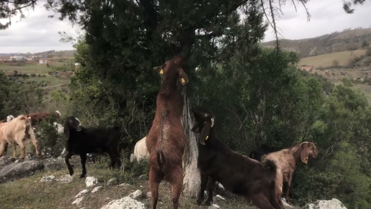 Kurt 🐺 çok zarar verdi köy kenarlarında biraz olsun çıkartıyorum 