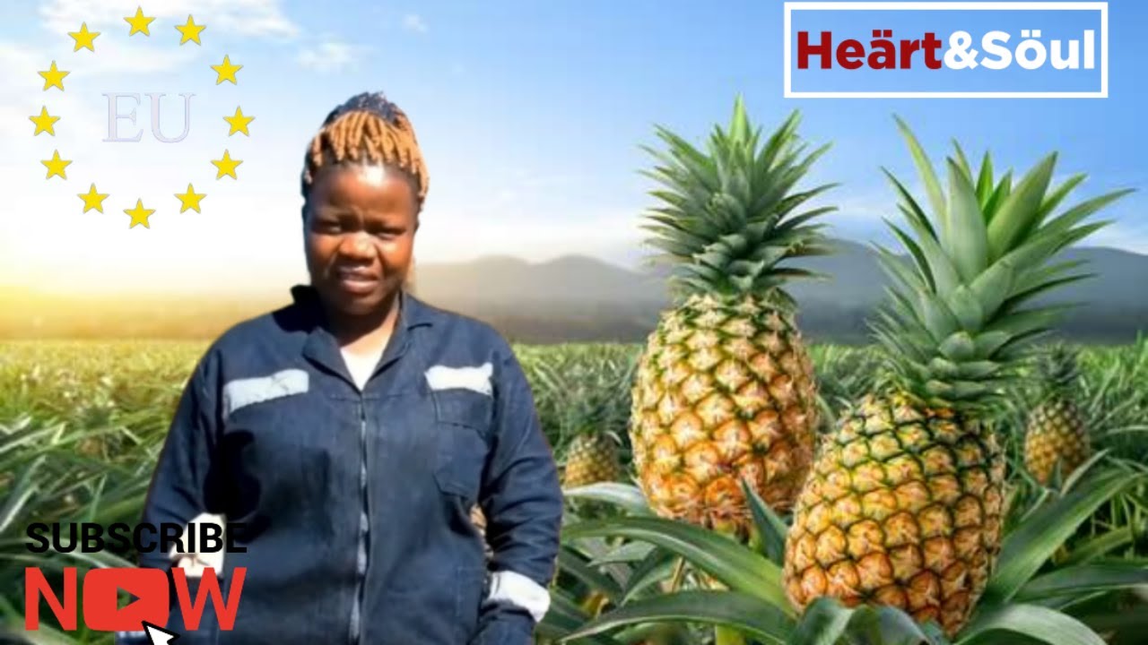 Chipinge farmer reaps big enters EU market -#HSTVMasterClass