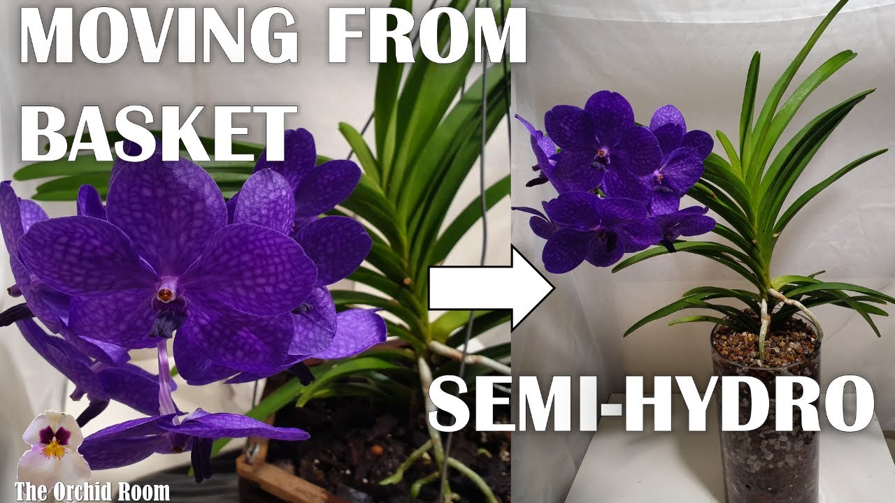 Vanda Un-Basketing, Converting Vandas to Semi-Hydro