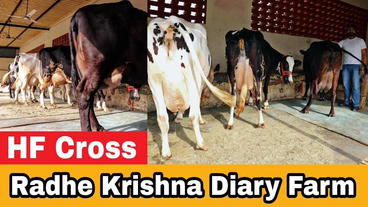 HF Cross Breed Cows in Reasonable Price at Radhe Krishna Diary Farm #cowfarm #crossbreed #dairyfarm