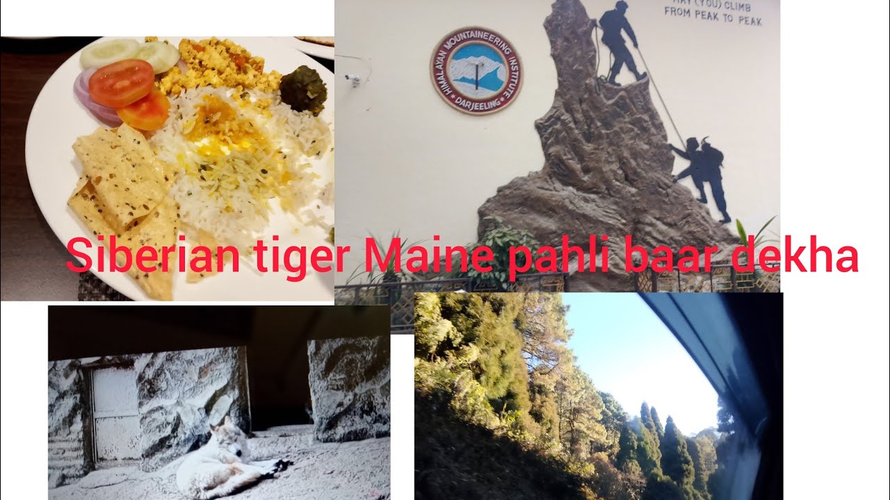 Tiger 🐅 ne to हमारे सारे rupees वसूल कर दिया बहुत ही खूबसूरत नजारा था 🐅🐅🐅