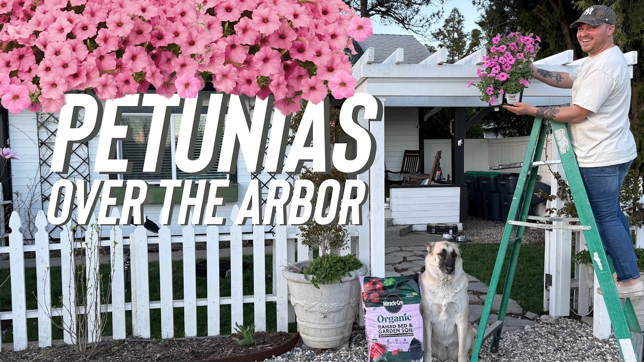 Planting My FAVORITE Annual for a Massive Spring Show: Supertunia Vista Bubblegum