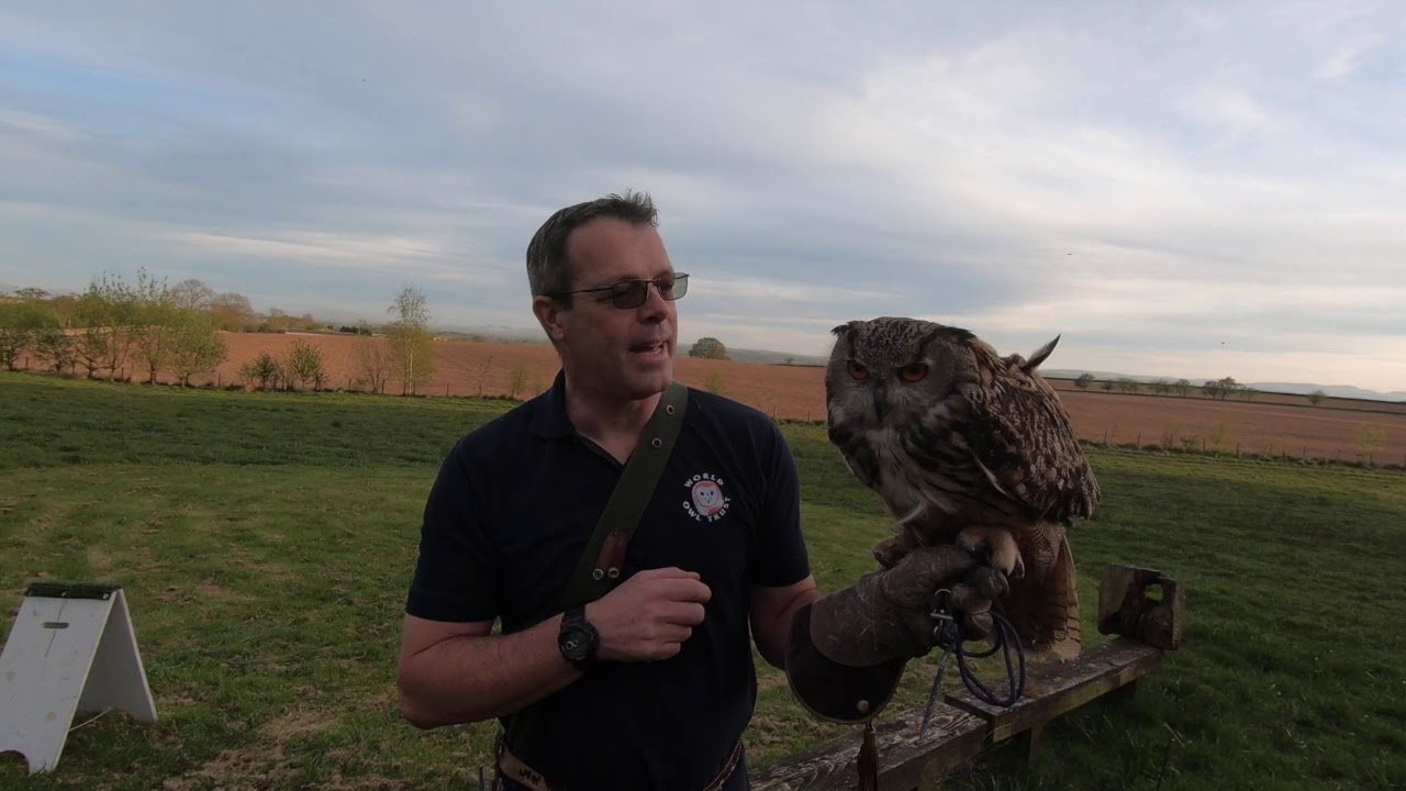 Owl School 5 European Eagle Owls