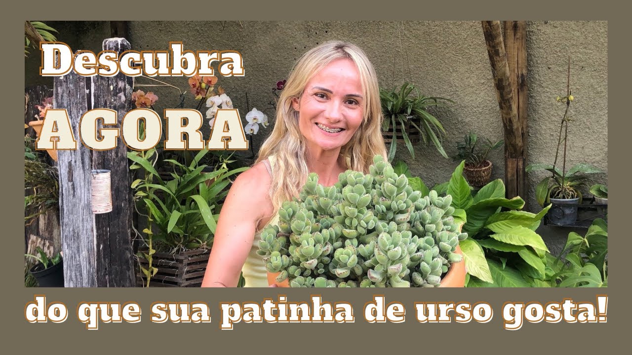 Episodio 34 - Descubra agora, do que sua patinha de urso gosta