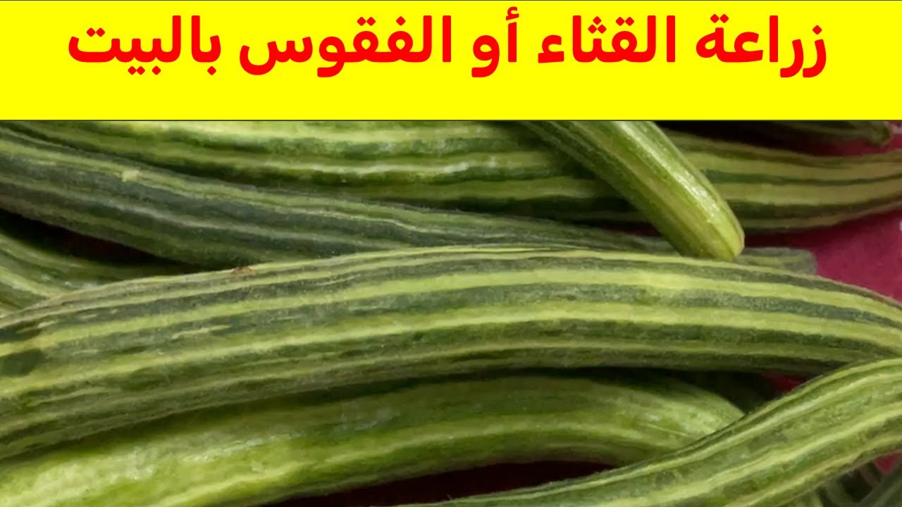 نصائح وارشادات لهواة الزراعة المنزلية عن زراعة الطروح او القثاء او الفقوس بسهولة بالبيت