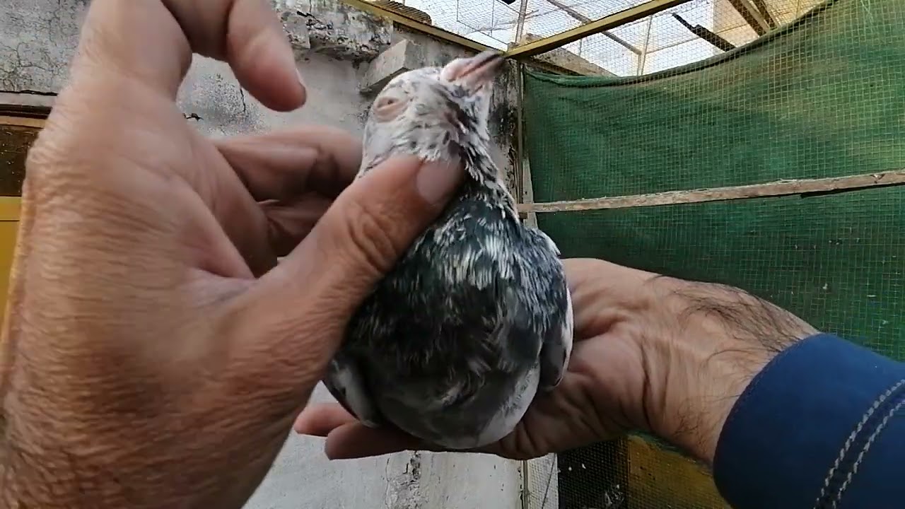 پکڑ کا جوڑا بنایا ہے گولڑن 03485914506 