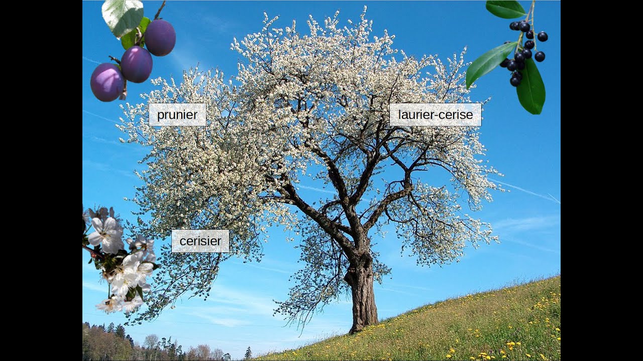 Composition du genre Prunus